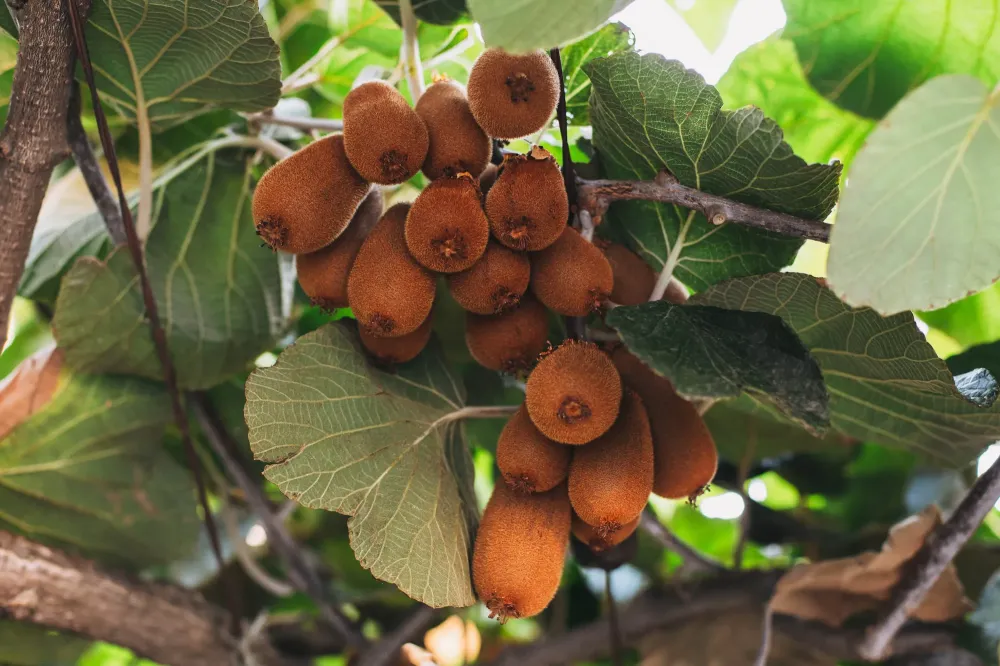 Plants d'arbres fruitiers à Neuviller-sur-Moselle